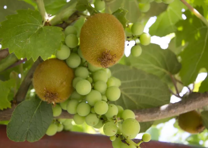 House Klaudio Rovinj