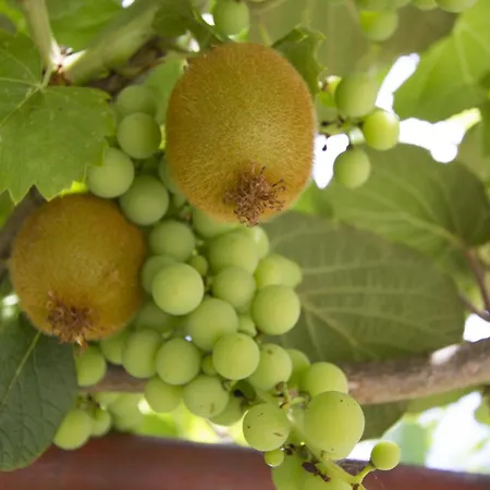 House Klaudio 로비니